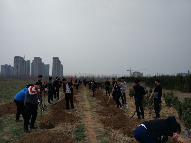 植树.jpg